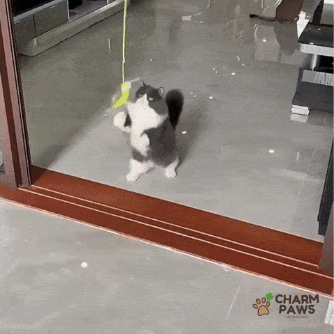 Elastisch Hangend Kattenspeeltje - Voor op Deuren of Ramen