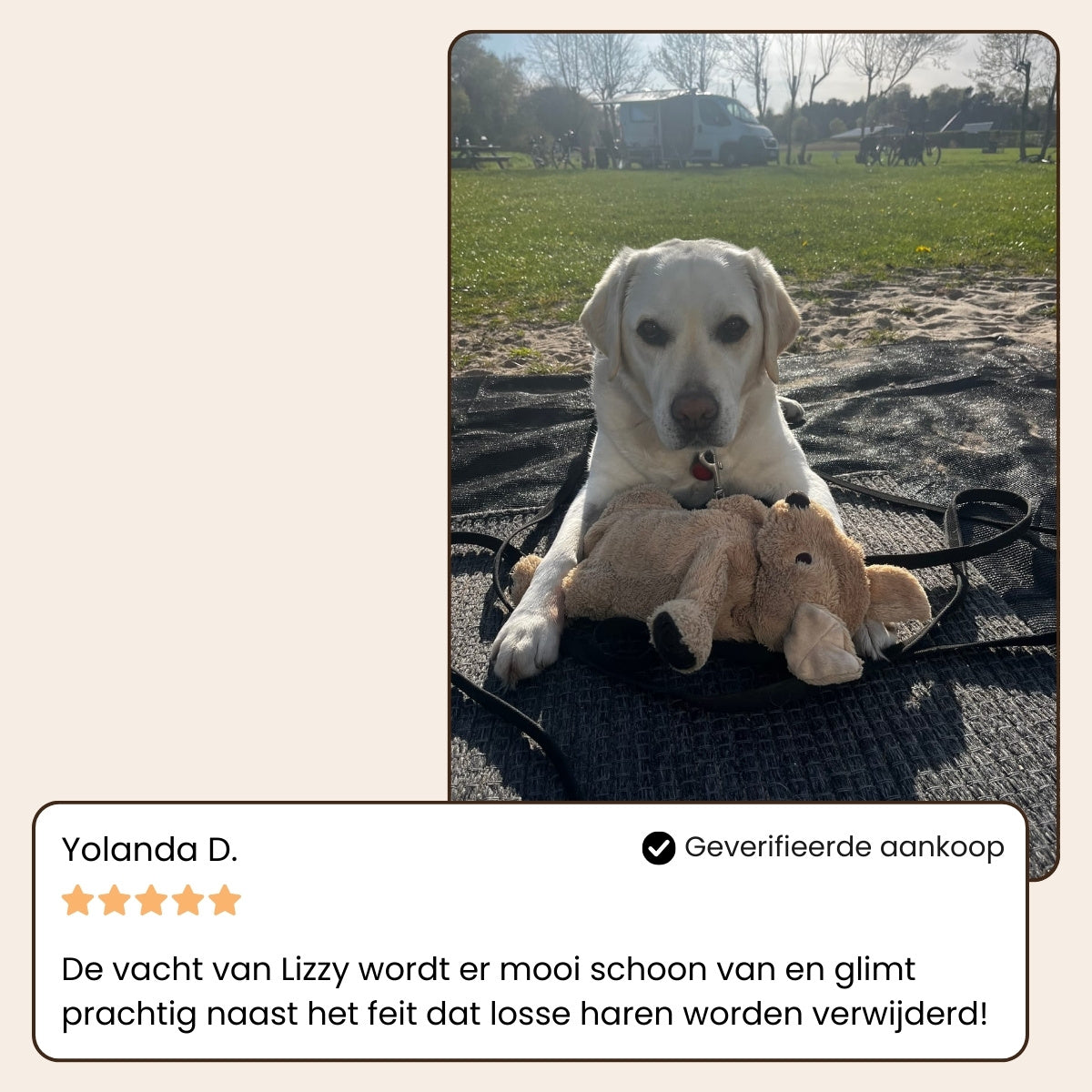 Steami Pro - Professionele Vachtverzorgings Borstel voor Huisdieren