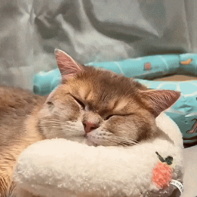 Kalmerend Kussen - Voor Katten & Kleine Honden