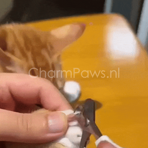 Veilige Nagelschaar