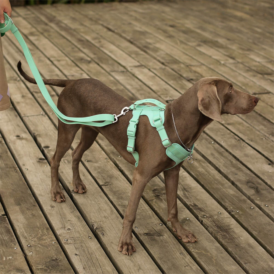 Gummy Honden Wandelset