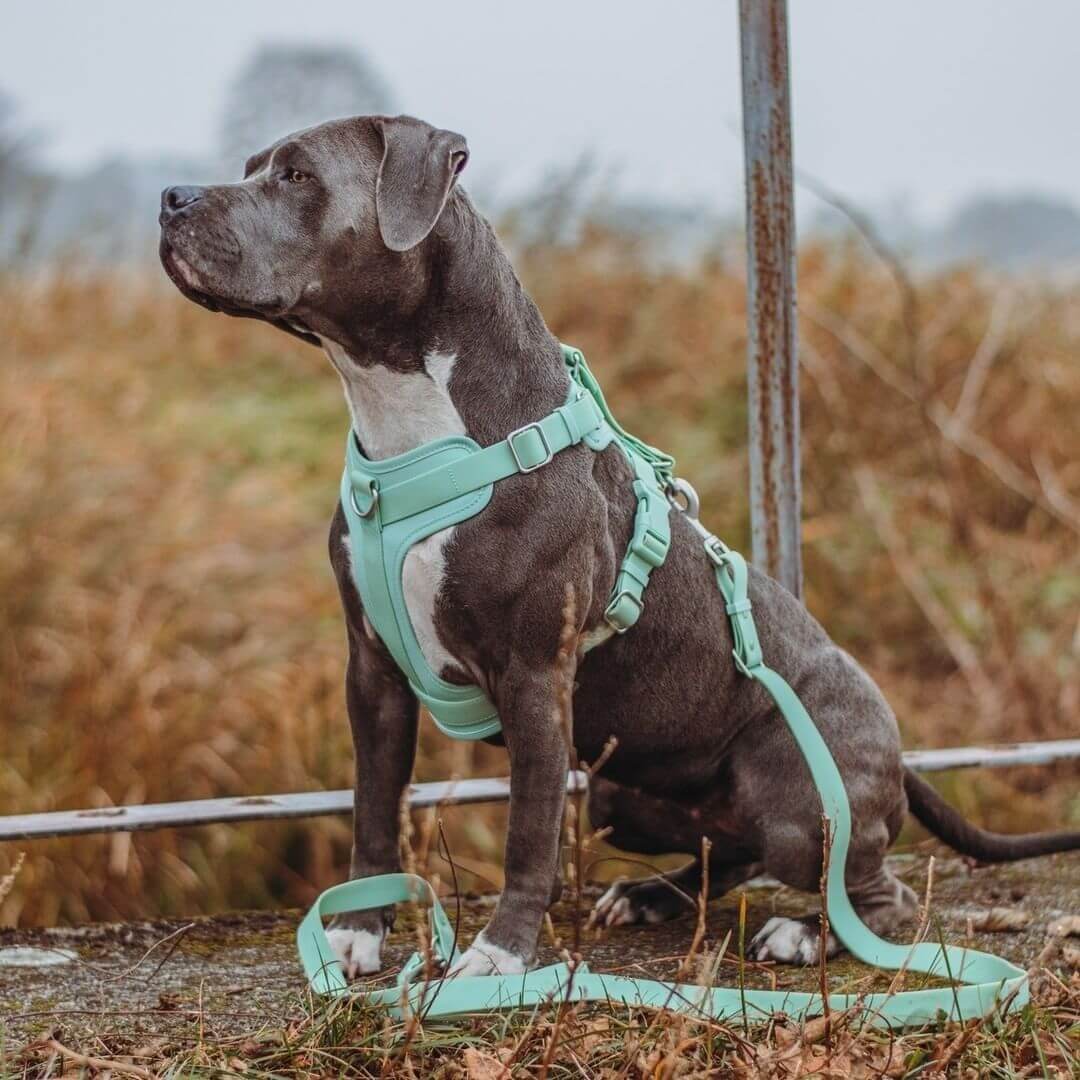 Gummy Honden Wandelset