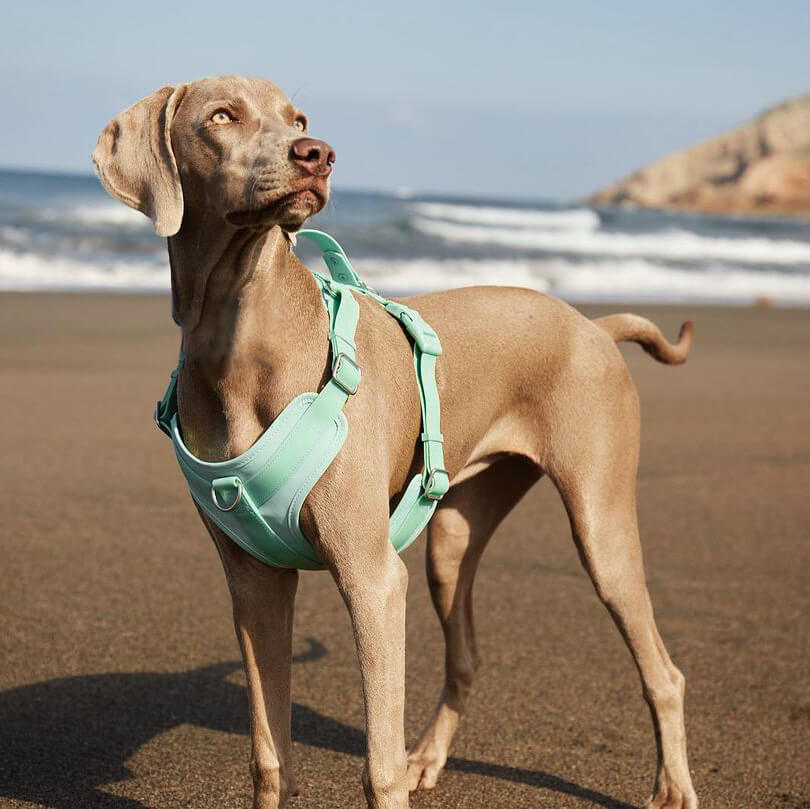 Gummy Honden Wandelset